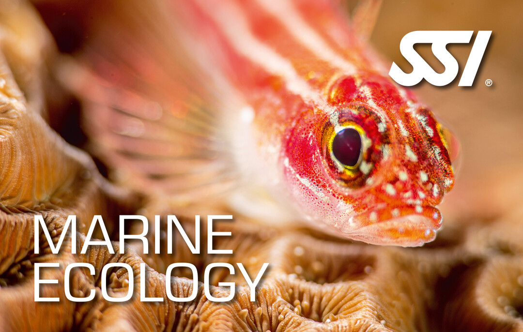 Presentation-Marine-Ecology.jpg
